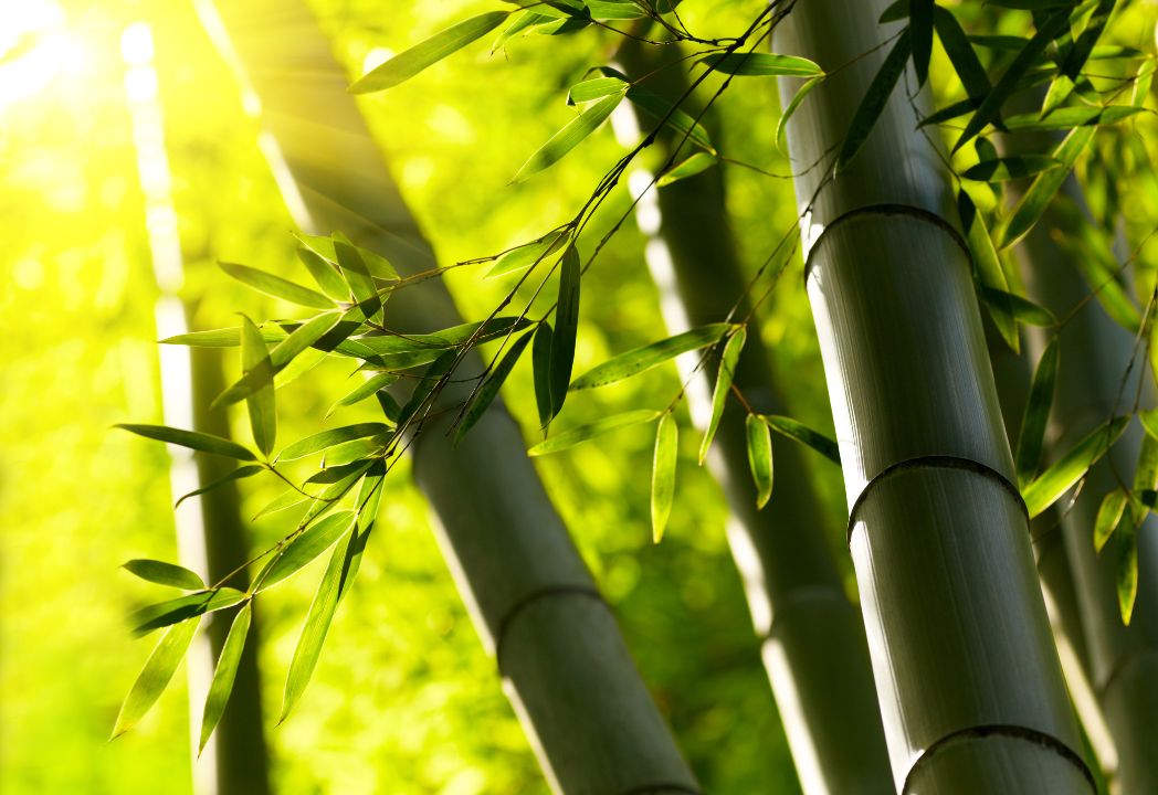 Der hochwertige und nachhaltige Bambus für unsere Spannbettlaken.