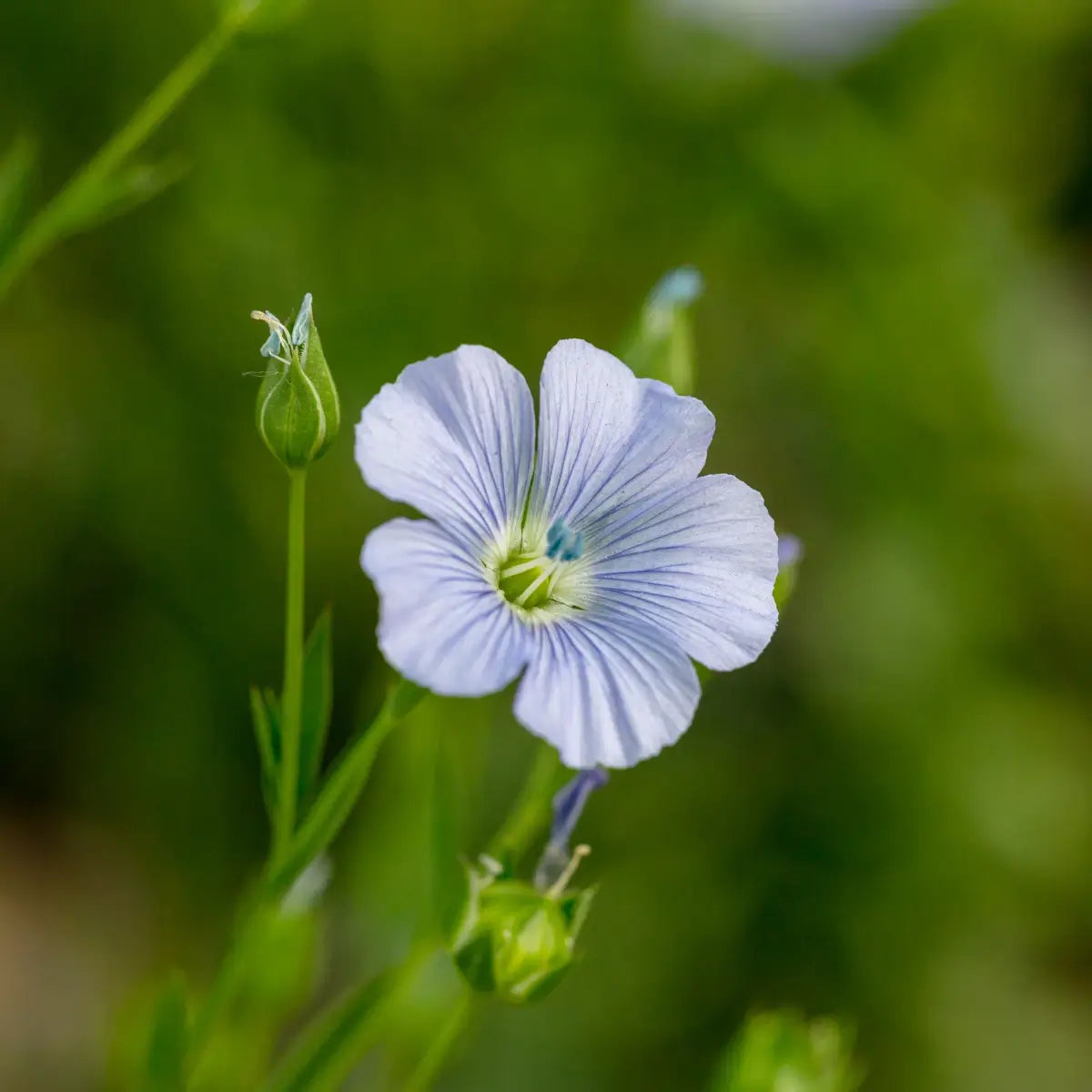 Luxecosy Europäischer Flachs Leinen – Nachhaltiges, atmungsaktives und luxuriöses Naturmaterial für erstklassigen Schlafkomfort